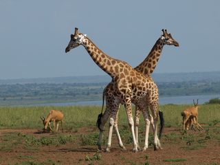 Giraffen Pian Upe