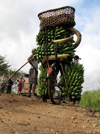 Fahrrad beladen mit Bananen