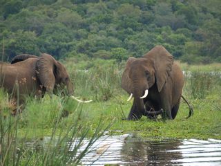 Elefanten im Wasser 