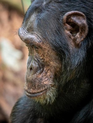 Schimpanse