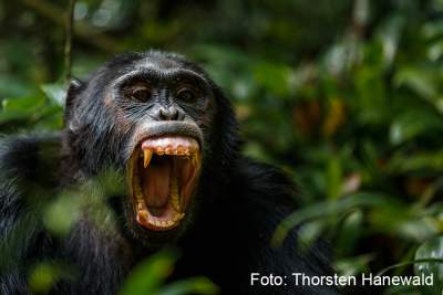 Primaten intensiv - Gorilla und Schimpansen