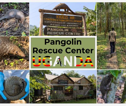 Pangolin Rescue Center - Uganda