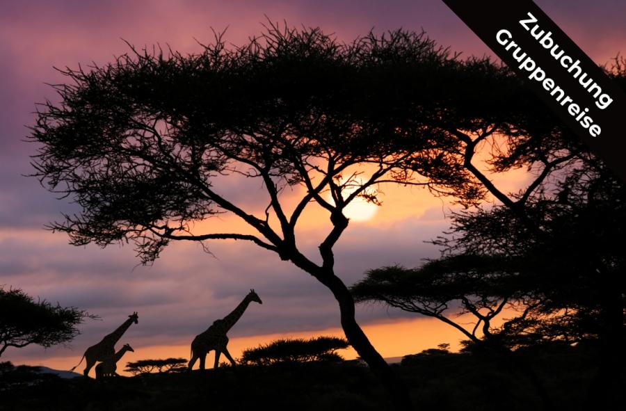 Tansania-Highlights Safari