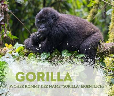 Warum der Gorilla "Gorilla" heißt ?!