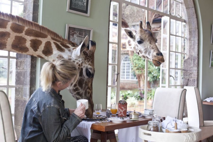 Masai Mara - Serengeti Safari - Giraffe Manor